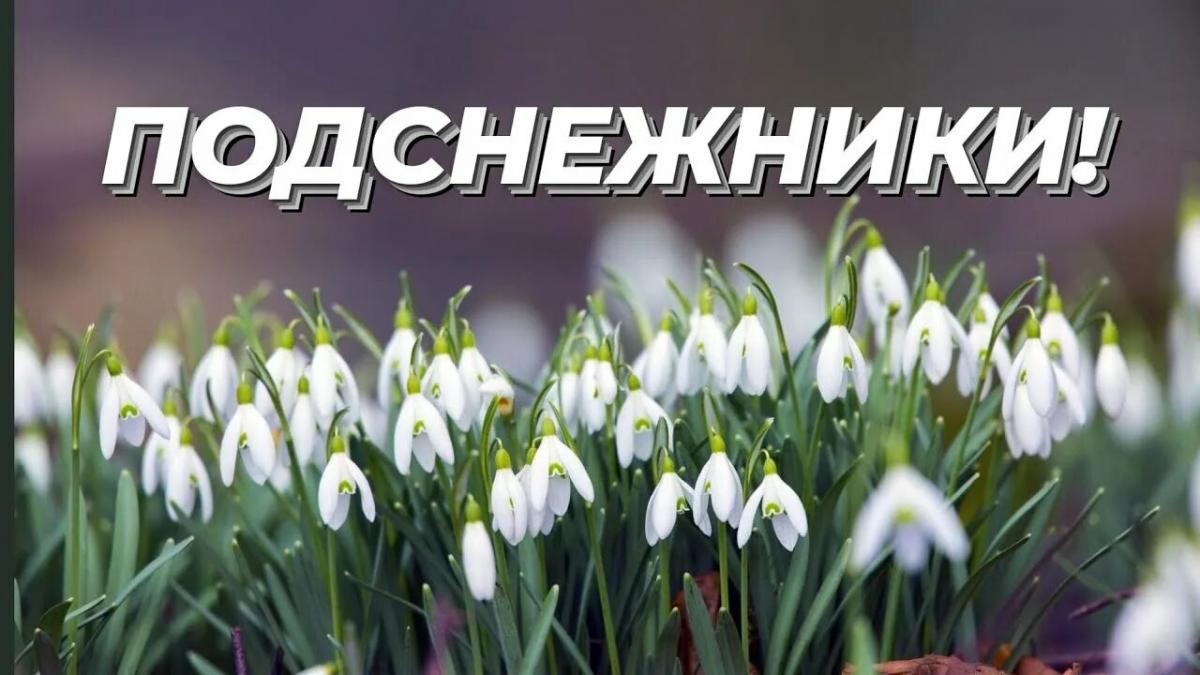 foto_podsnezhnik.jpg