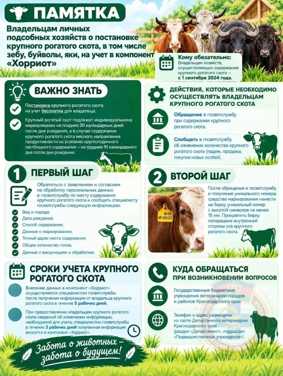 korovy.jpg
